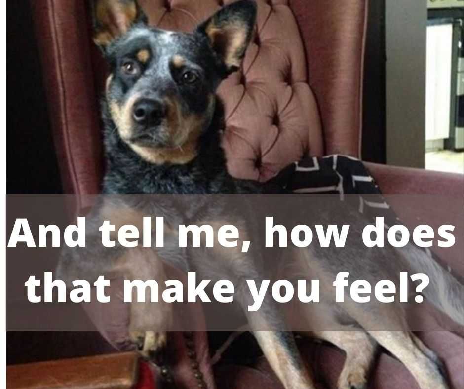 And Tell Me- How Does That Make You Feel? Cute Funny Animals 3 Dogtor Phil