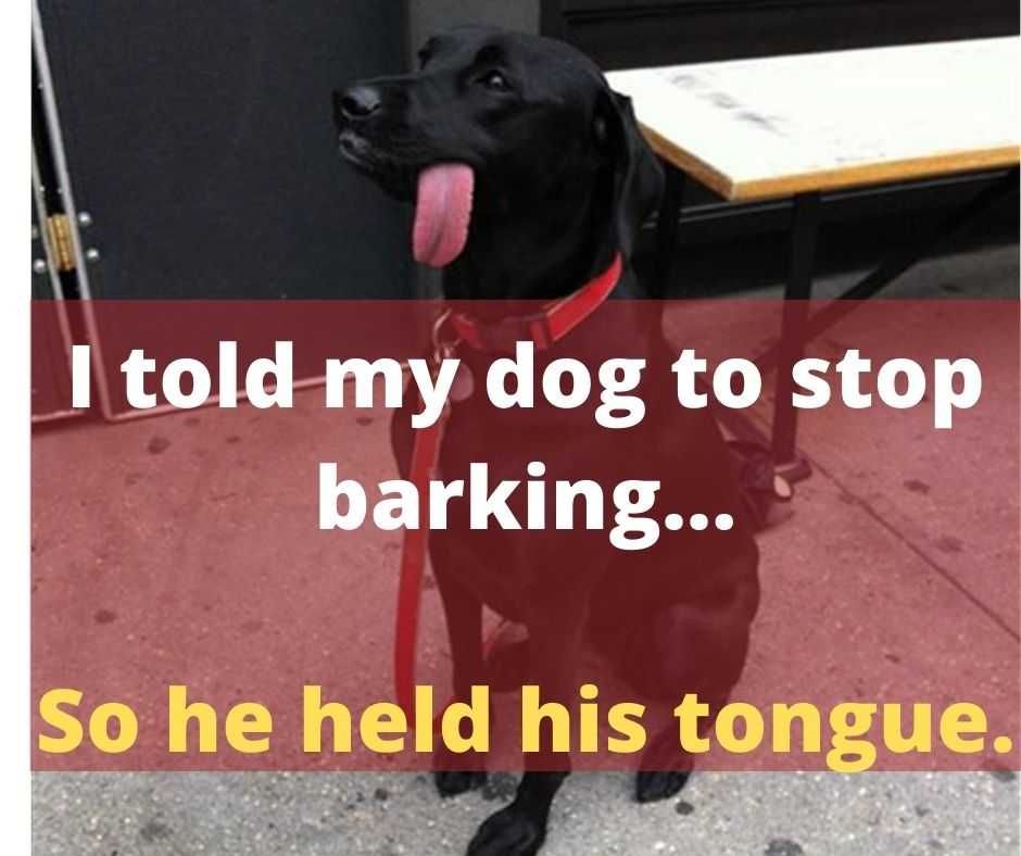 Cat Got Your Tongue? Cute Funny Animals 2 Dog Held His Tongue