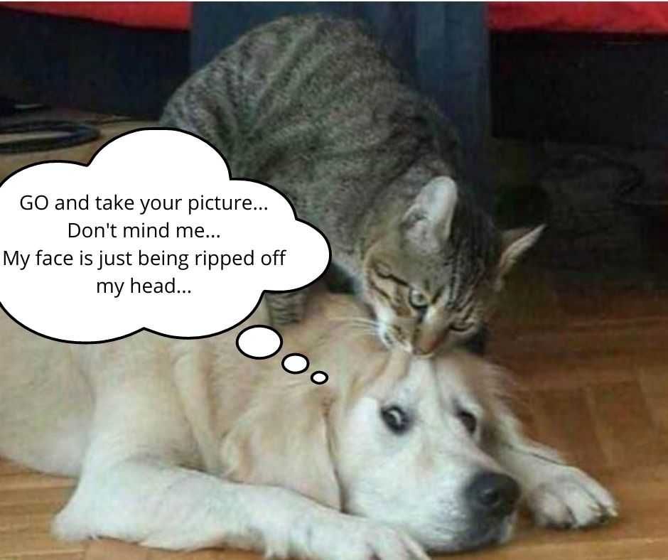 Go And Take Your Picture... Don'T Mind Me... My Face Is Just Being Ripped Off My Head... Cute Funny Animals 7 Don'T Mind My Face