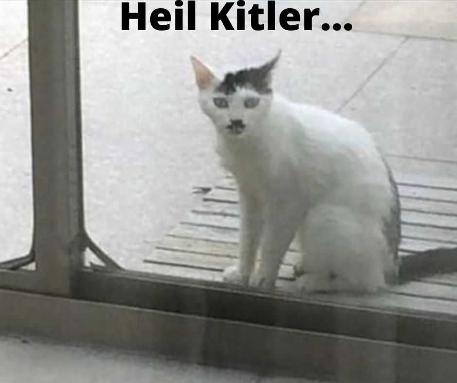 Heil Kitler... Cute Funny Animals 5 Heil Kitler