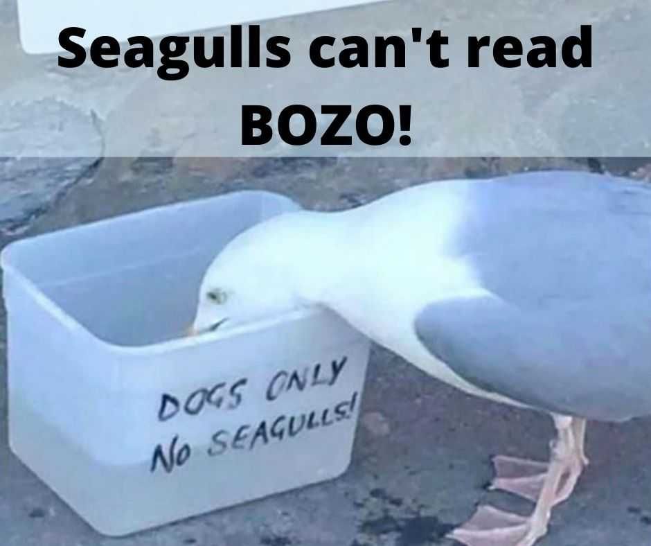 Seagulls Can'T Read Bozo! Cute Funny Animals 10 Seagulls Cannot Read