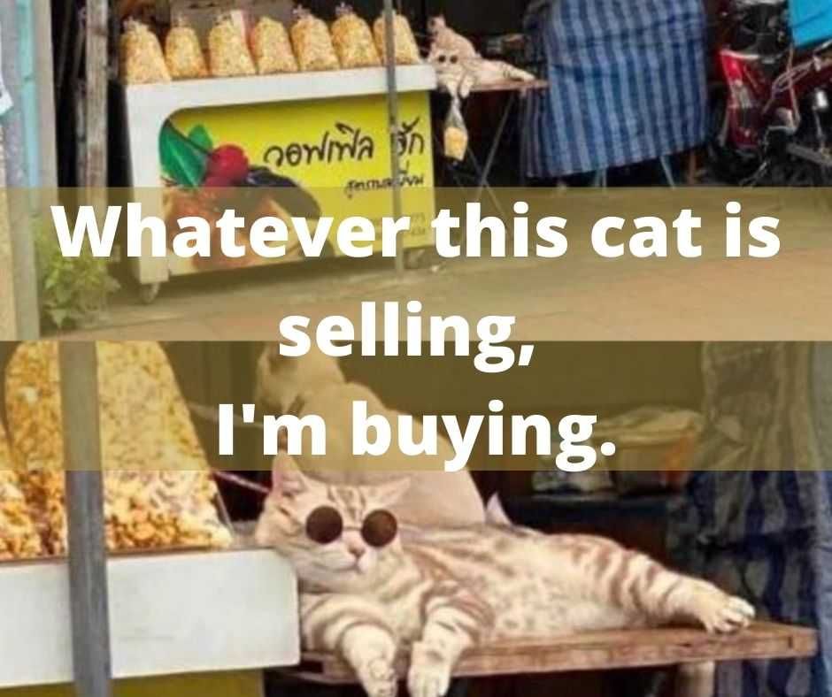 That'S A Cool Cat Cute Funny Animals 12 Whatever This Cat Is Selling I Am Buying