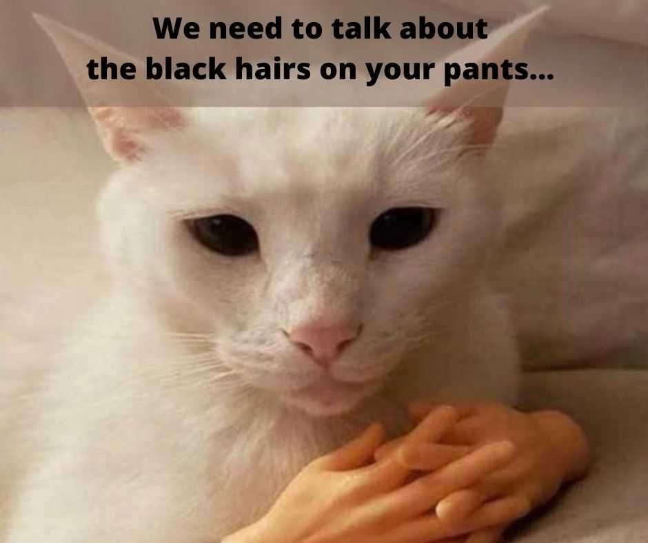 We Need To Talk About The Black Hairs On Your Pants... Cute Funny Animals 11 Talking About Black Fur On Pants