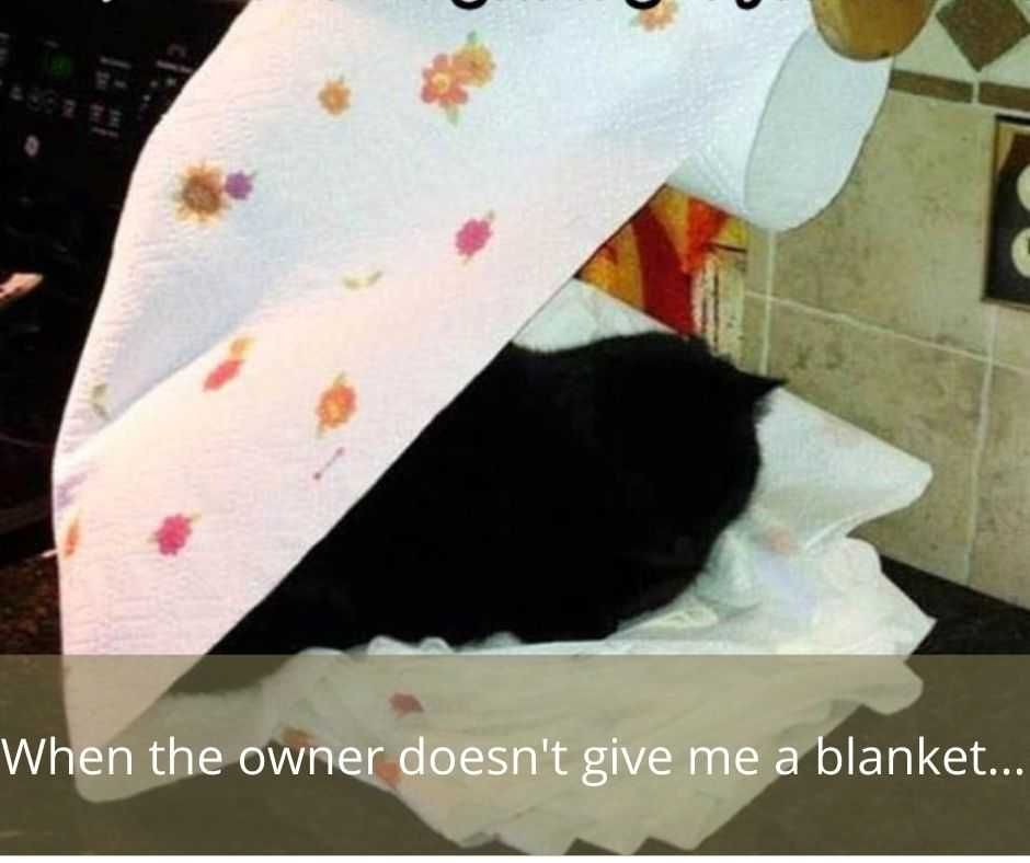 Whe The Owner Doesn'T Give Me A Blanket... Cute Funny Animals 6 Owner Didn'T Give Blanket