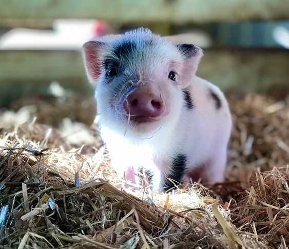 Aa77381C47A7B6738614B3C9F43C4406 Cutest Baby Pig Pictures Baby Piglet