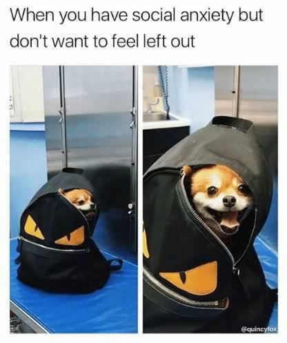 Anxiety-But-Left-Out Animal Anxiety Meme Peekaboo