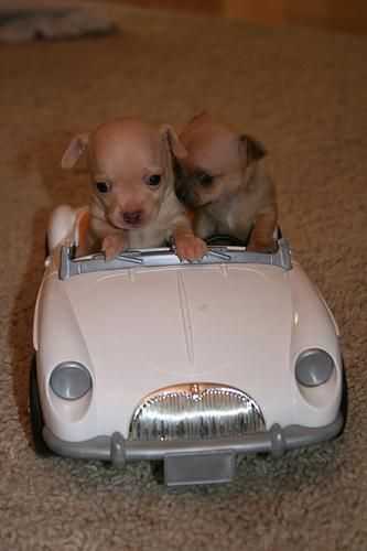 B29166252Af303D01504A00B3F495A21 Cutest Baby Animal Pictures Puppies