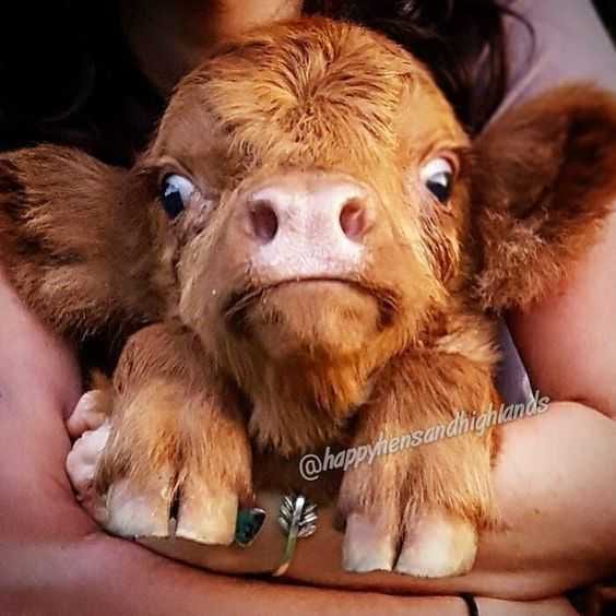 Baby-Animal-Cow Cute Baby Cow Pictures Baby Cow