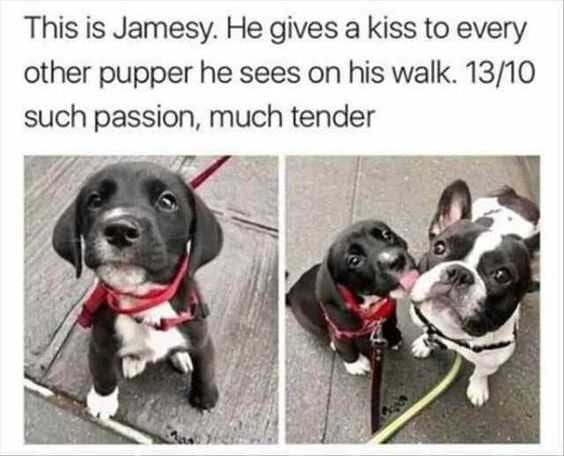 Baby-Animal-Jamesy-Kisses Cute Baby Pet Pictures Baby Puppy