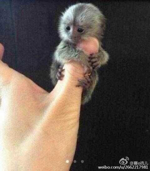 Baby-Animal-Monkey Cute Baby Animal Pictures Baby Monkey