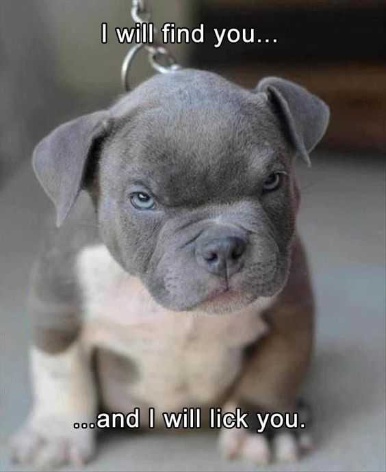 Baby-Animal-Toughie Cutest Baby Animal Pictures Baby Dog