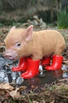 Bc504B95Abe2C9A086347Da0Ffd65822 Cute Baby Pig Pictures Baby Pig