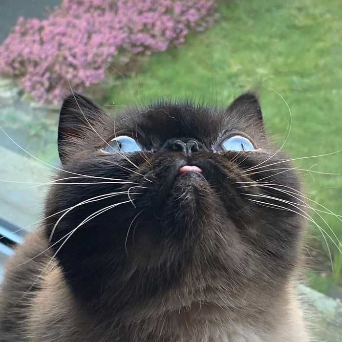 Bleps-10 Cat Bleps 9