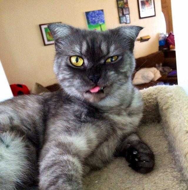 Bleps-12 Cat Bleps 11