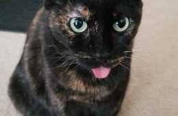 Bleps 13