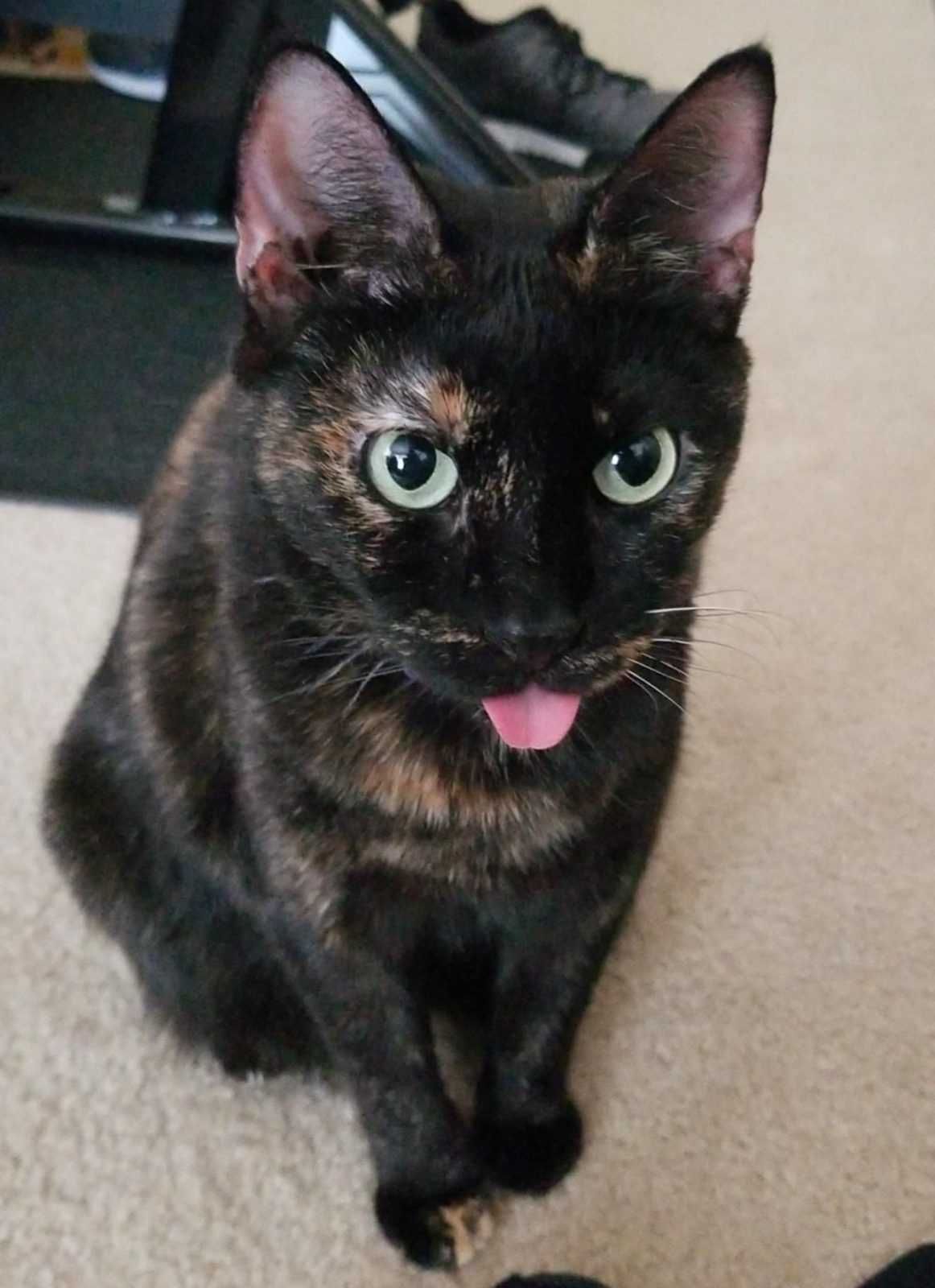 Bleps-13 Cat Bleps 12