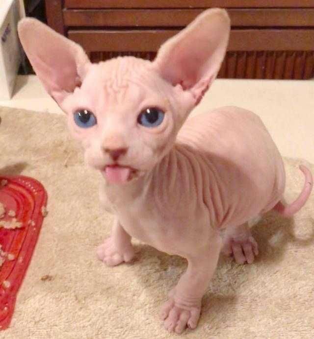 Bleps-15 Cat Bleps 14