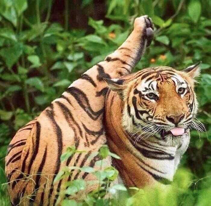 Bleps-17 Cat Bleps 16