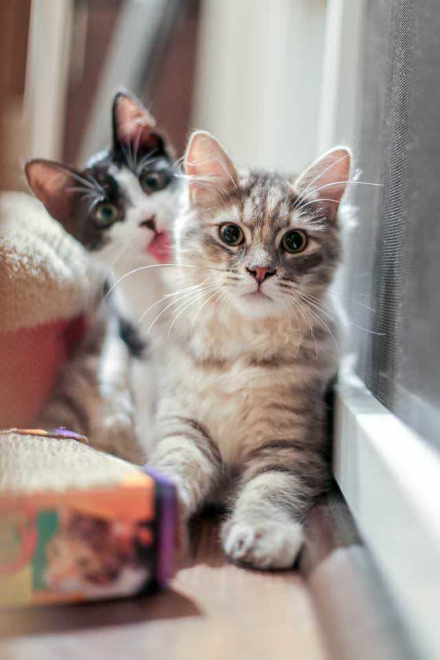 Bleps-18 Cat Bleps 17