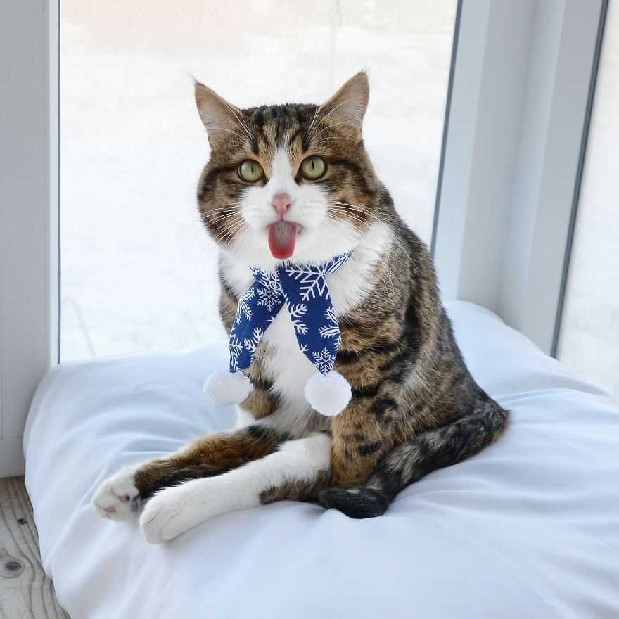 Bleps-19 Cat Bleps 18