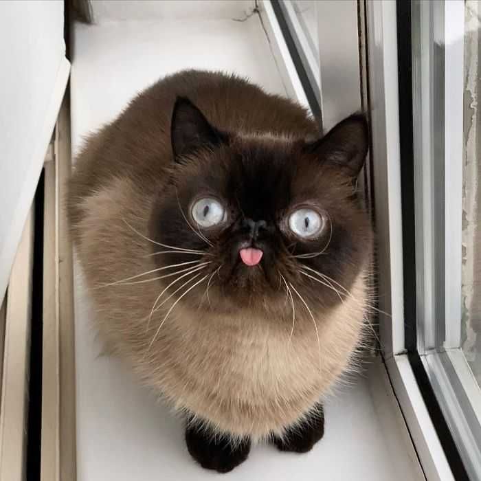 Bleps-2 Cat Bleps 2