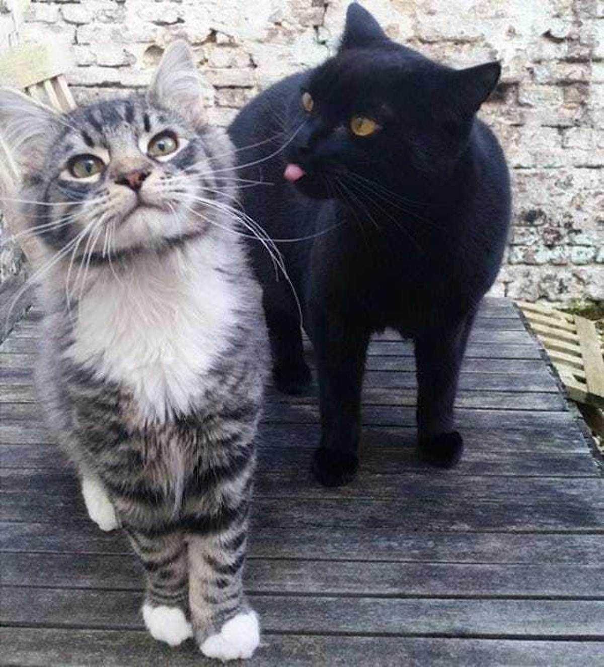 Bleps-20 Cat Bleps 19