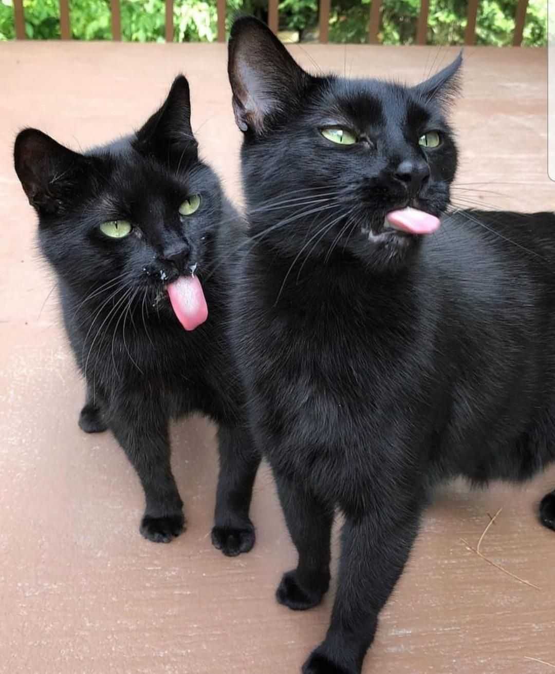 Bleps-21 Cat Bleps 20