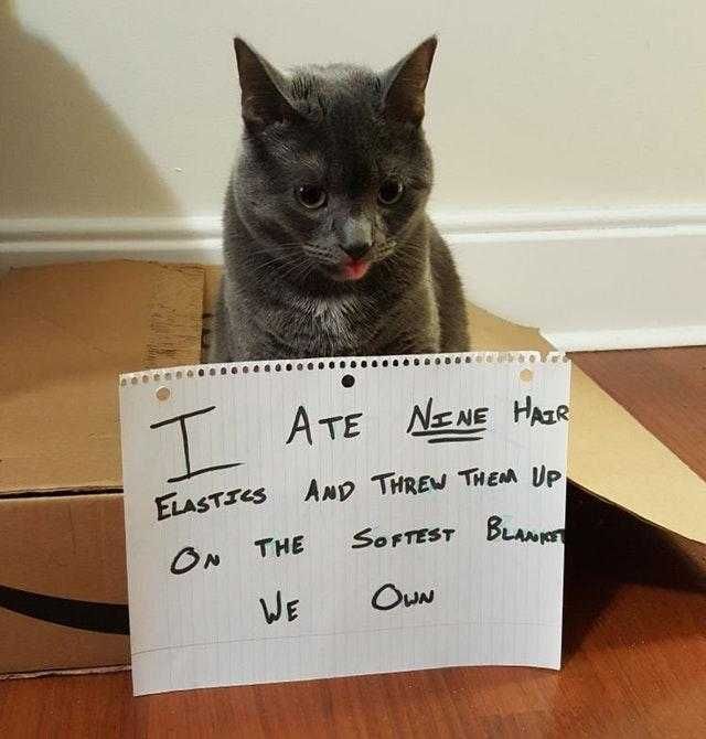 Bleps-3 Cat Bleps 3
