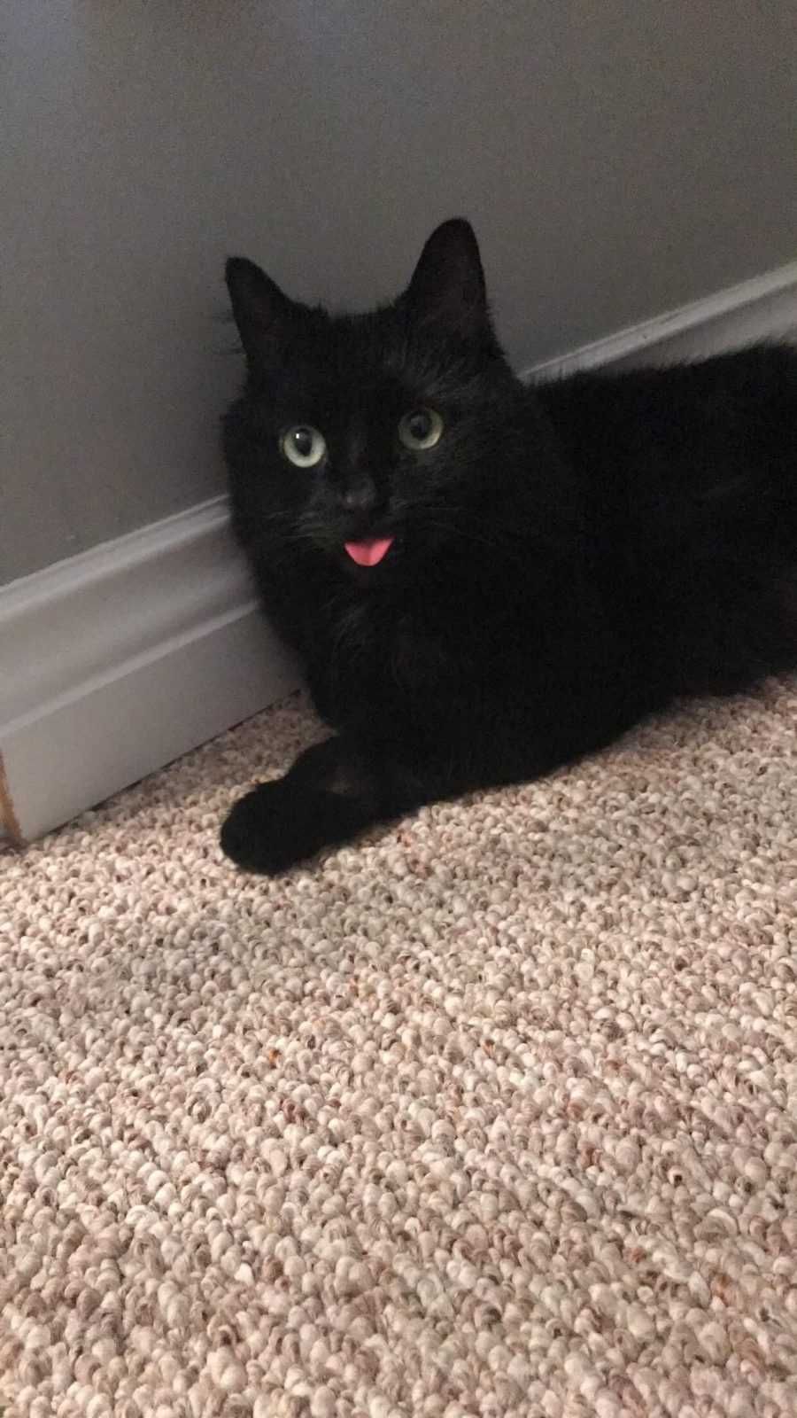 Bleps-6 Cat Bleps 5