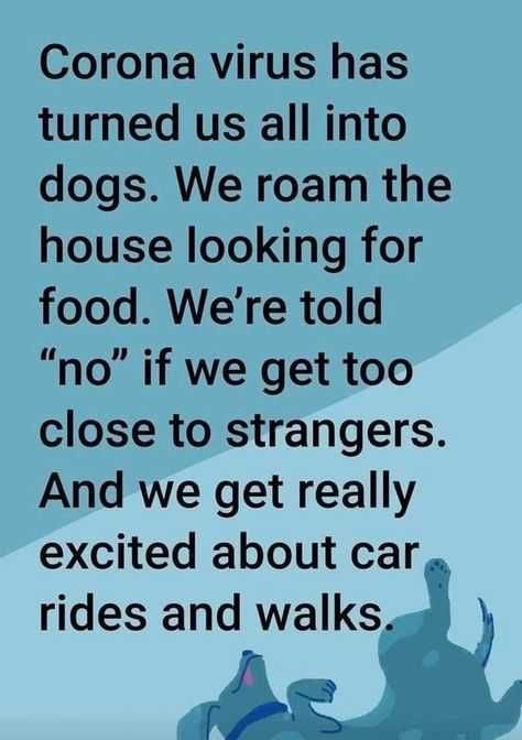 Covid-Turned-Us-Into-Dogs Funny Life Memes Covid Turned Us Into Dogs