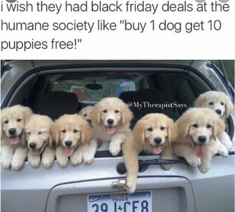 Cyber-Monday-Animal-Memes-5 Cyber Monday Animal Meme Buy 1 Get 6 Free