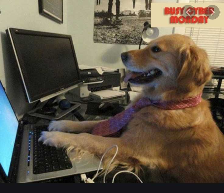 Cyber-Monday-Animal-Memes-6 Cyber Monday Animal Meme Buy Treats