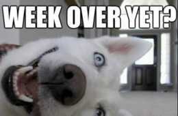 Cyber Monday Animal Meme  Crazy Weekend Over