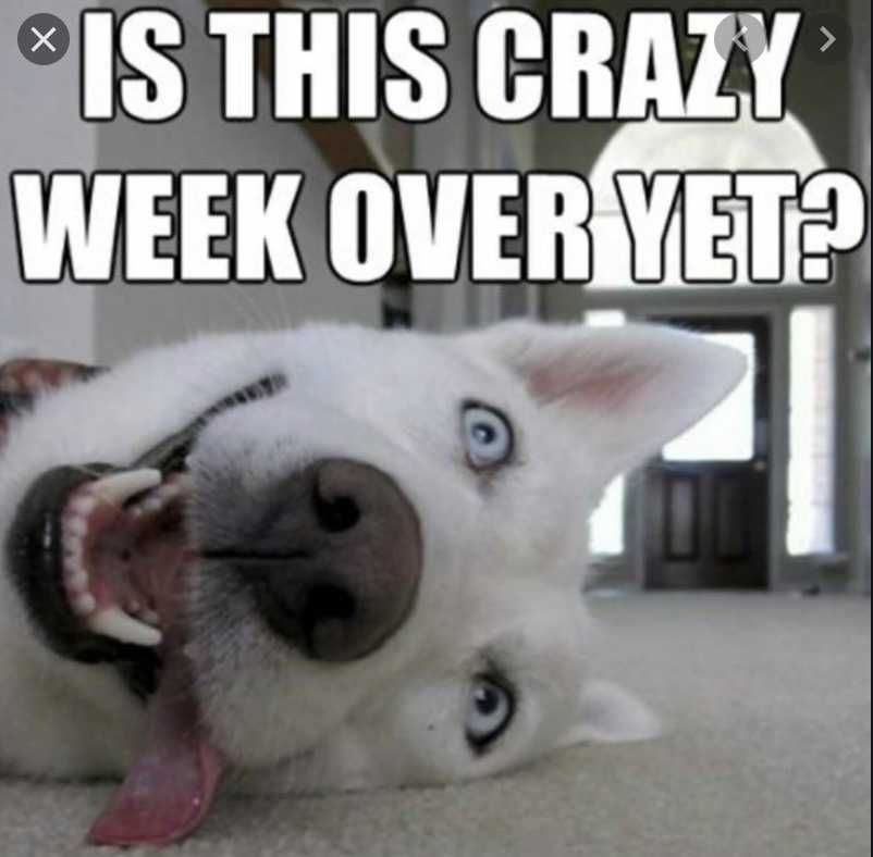 Cyber-Monday-Animal-Memes-9 Cyber Monday Animal Meme Crazy Weekend Over