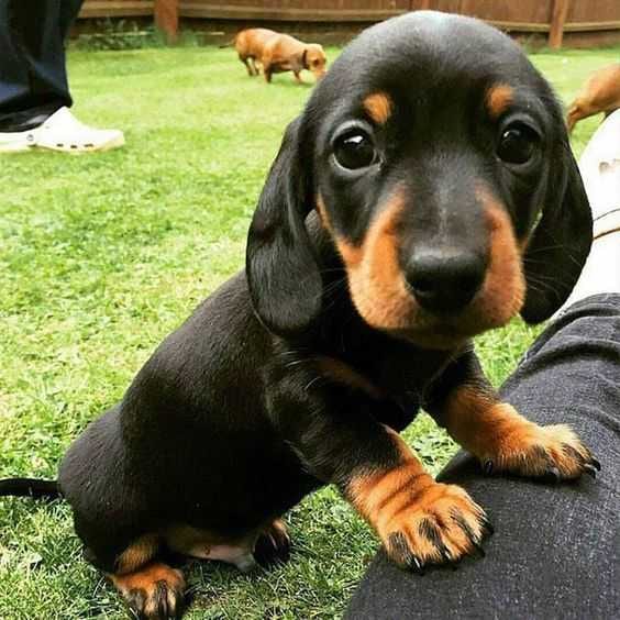 D2E542Ca810374Cd607568150Ec2Cd29 Cutest Puppy Pictures Puppy