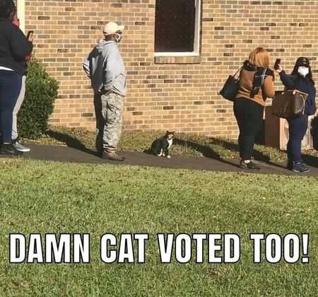 Election-Cat-Voted Funny Election Memes Cat Voted