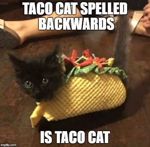 Tacocat Taco Memes Hilarious Tacocat