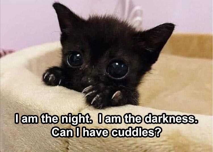The Funniest Animal Memes Of The Week 38 Pics 5Fba7Cddf3Fcd