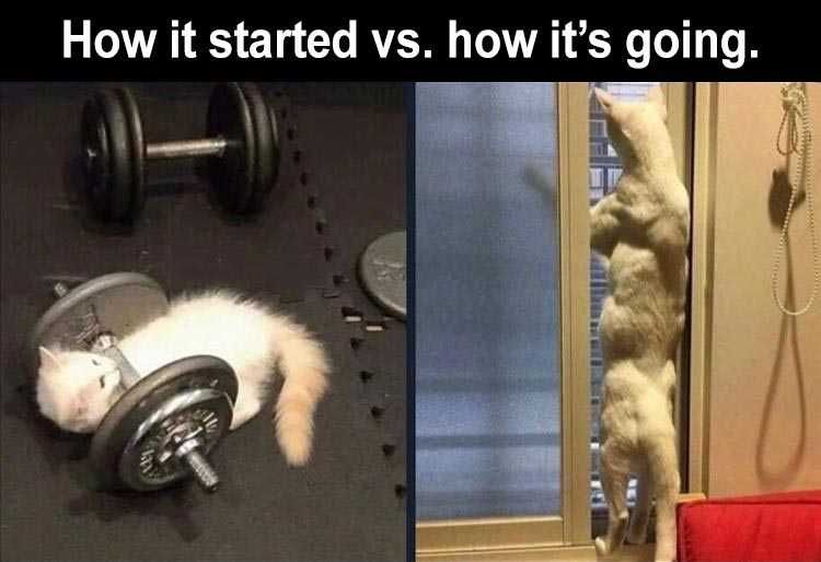 The Funniest Animal Memes Of The Week 38 Pics 5Fba7Ce0A00Ac