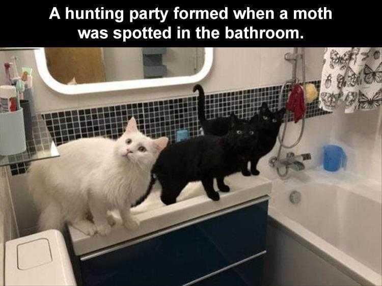 Funny Animal Meme Pictures Hunting Party