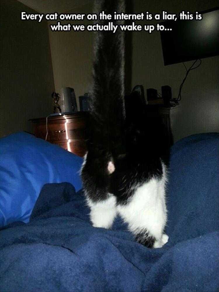 Funny Animal Meme Pictures Cat Butt