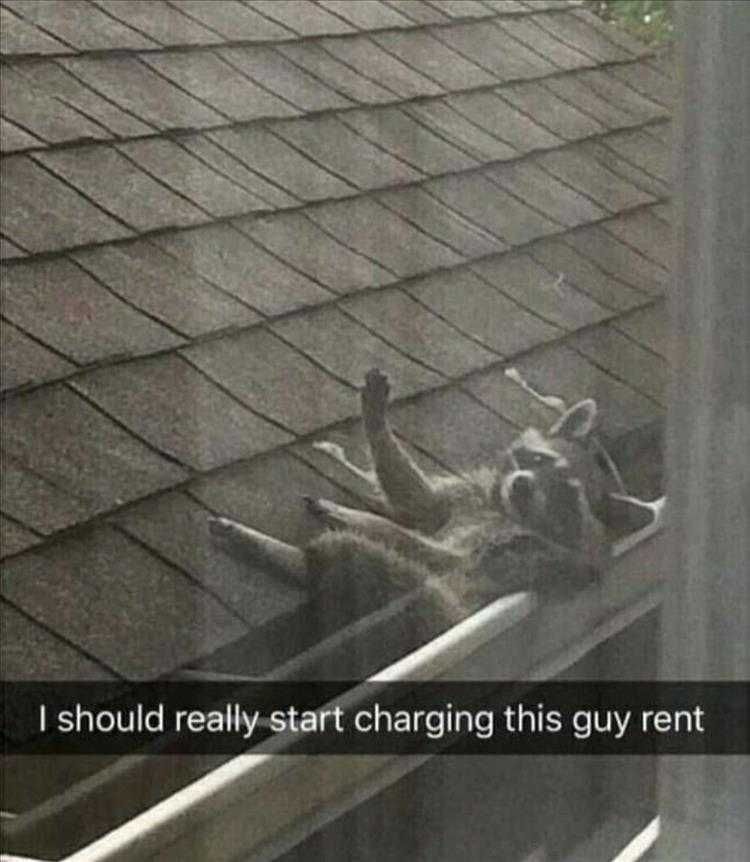 Funny Animal Meme Pictures Raccoon Chillin In Gutter