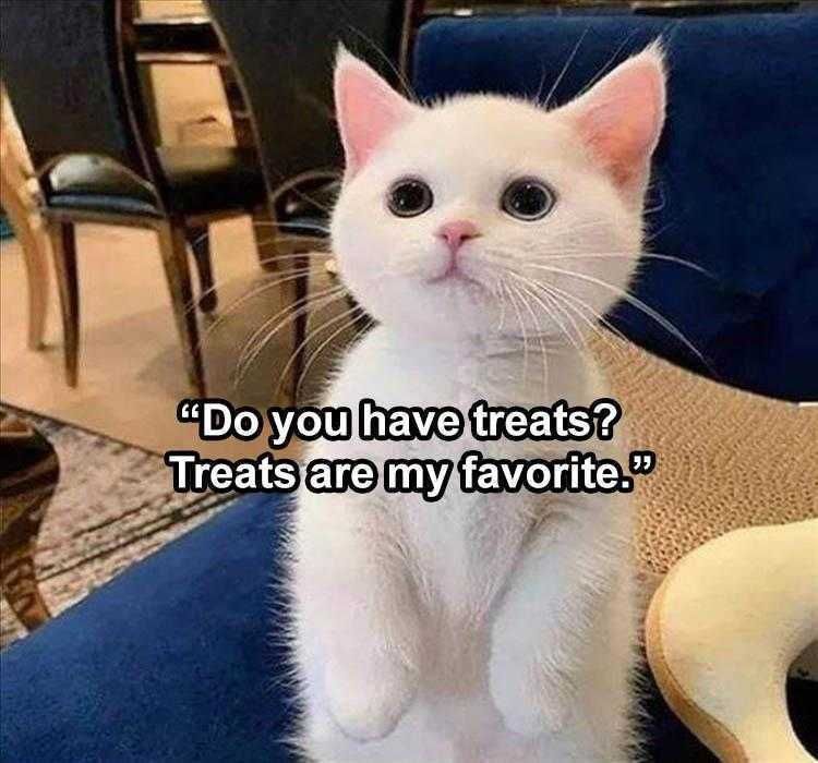 Funny Animal Meme Pictures Treat Pose