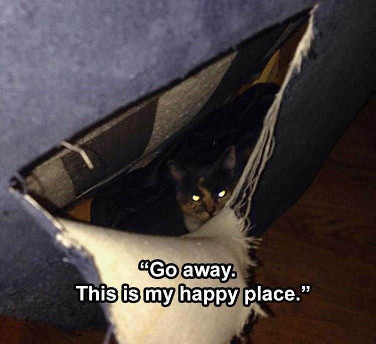 Funny Animal Meme Pictures Sofa Town