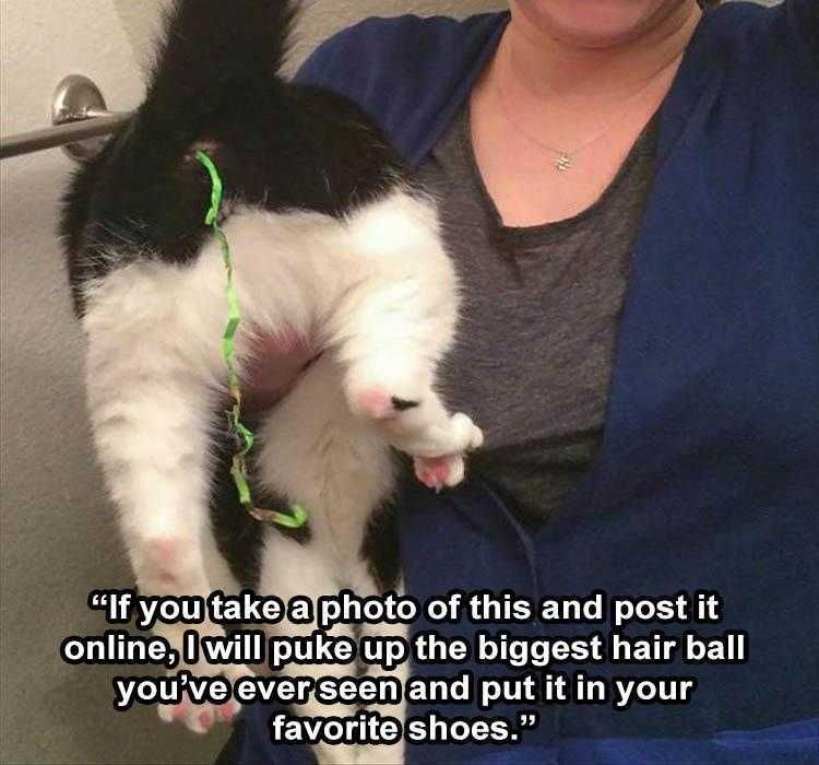 Funny Animal Meme Pictures The Cat That Lays Silly Strings?