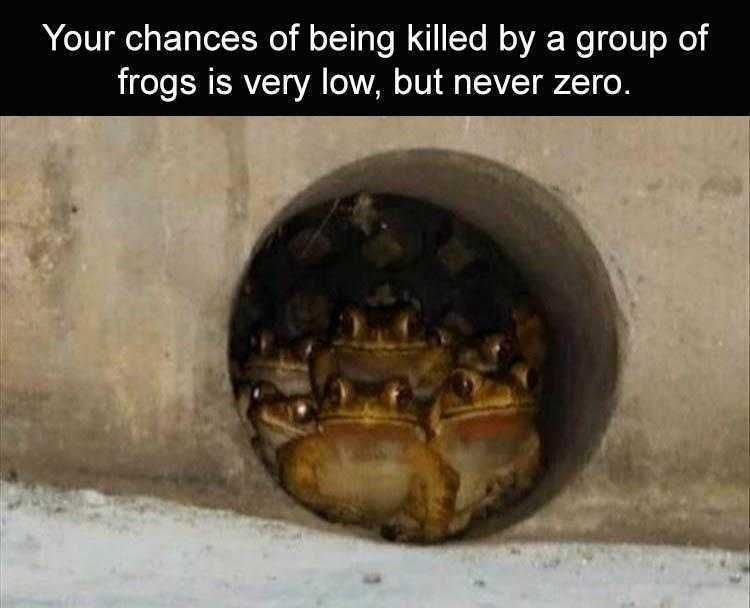 Funny Animal Meme Pics Angry Frogs