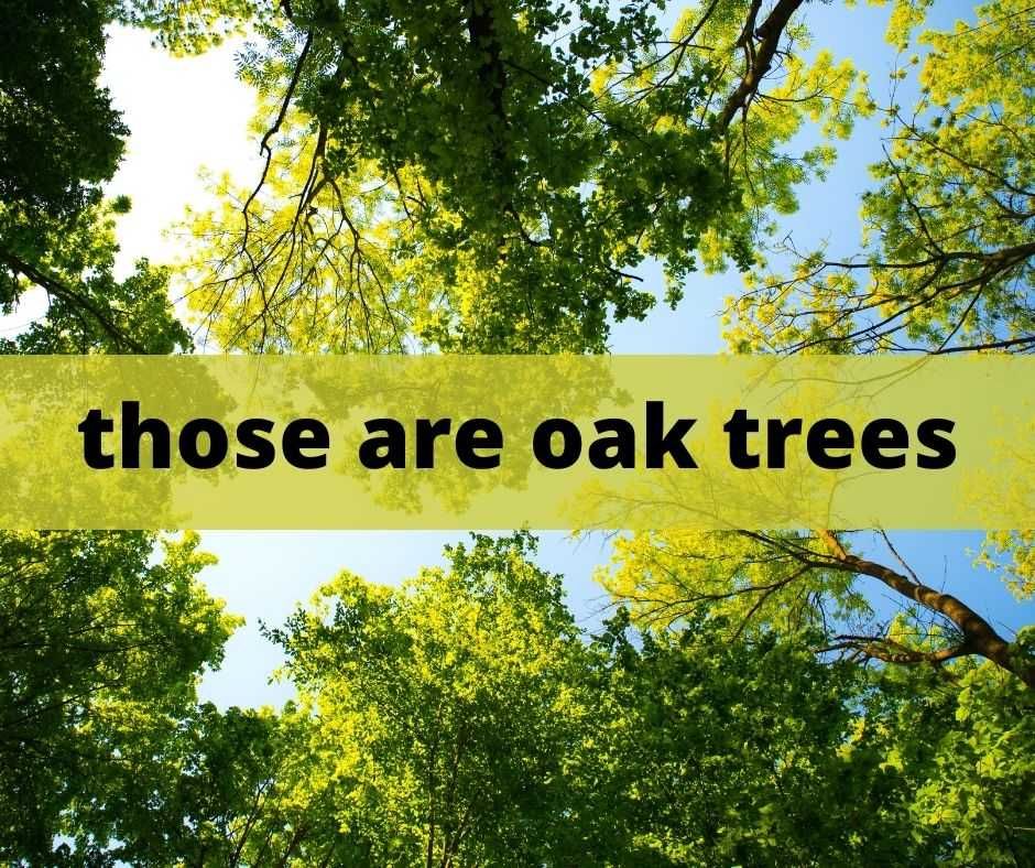 Those Are Oak Trees Funny After Sex Quotes Oak Trees