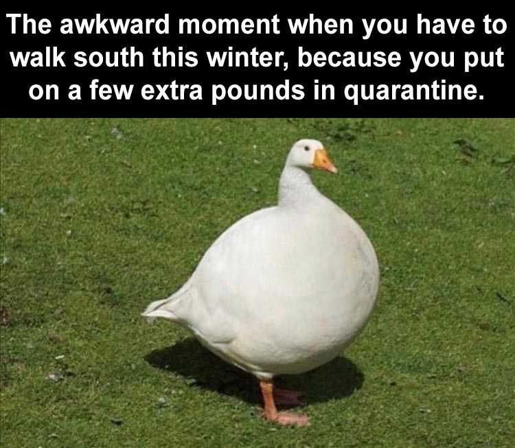 Funny Animal Meme Pics Walking South