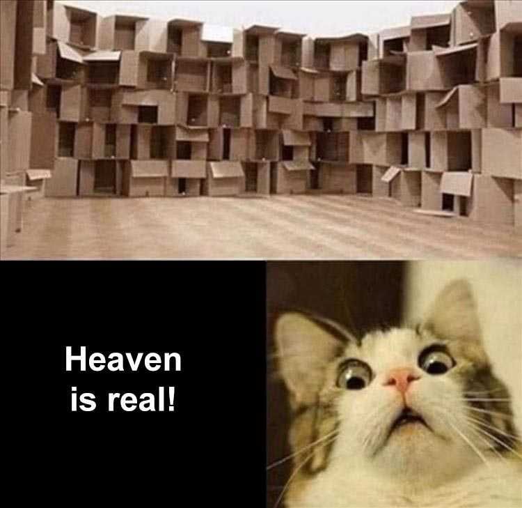 Funny Animal Meme Pics Box Heaven