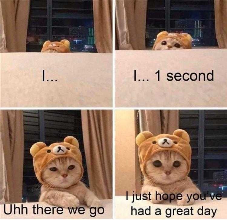 Funny Animal Memes Pics Kitty Reception